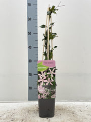 Evergreen Star Jasmine 'Pink Showers' | Trachelospermum jasminoides | Climber | 20-30cm, 60-80cm, 100-120cm -
