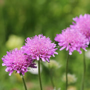 Scabious 'Pink Mist' 9cm/2L -