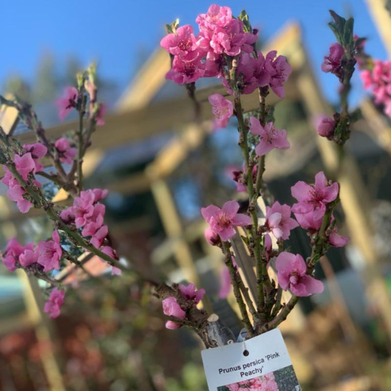 Prunus Persica (Peach) 'Pink Peachy' Dwarf Blossom Tree 80-90cm -