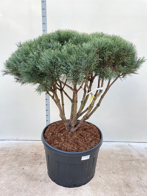 Pinus sylvestris Watereri Umbrella 180cm incl. 230L growers pot - Home & Garden > Plants > Indoor & Outdoor Plants > Landscaping & Garden Plants > Landscaping Plants