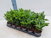 Pittosporum tobira 'Nanum' 9cm -
