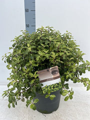 Pittosporum tenuifolium 'Gold Star' 9cm / 5L Ball -