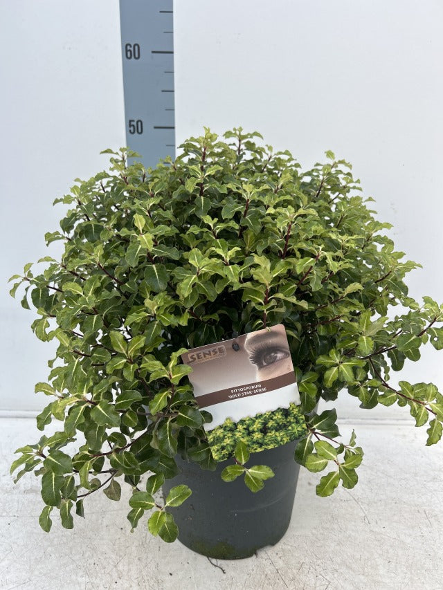 Pittosporum tenuifolium 'Gold Star' 9cm / 5L Ball -