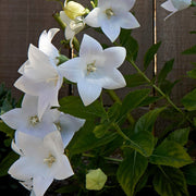 Campanula pyramidalis White 1L -