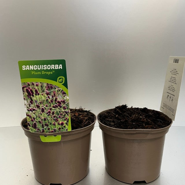 Sanguisorba Plum Drops 2L -