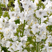 Polemonium caeruleum (Jacob's Lader) White 9cm -
