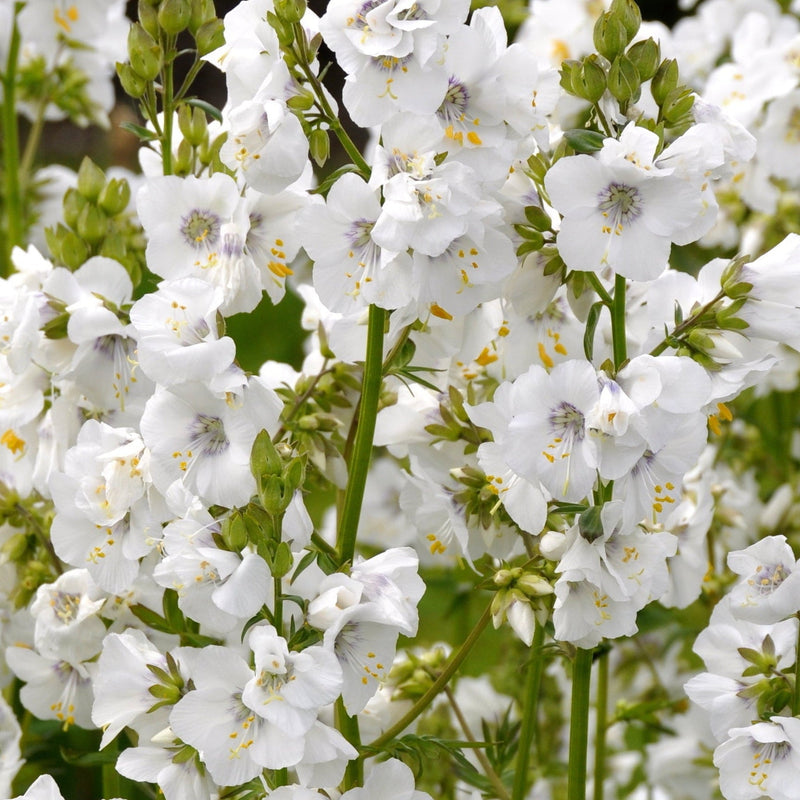 Polemonium caeruleum (Jacob's Lader) White 9cm -