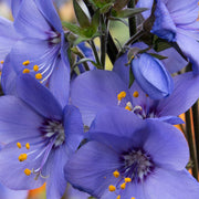 Polemonium 'Blue Whirl' (Jacob's Ladder) 9cm -