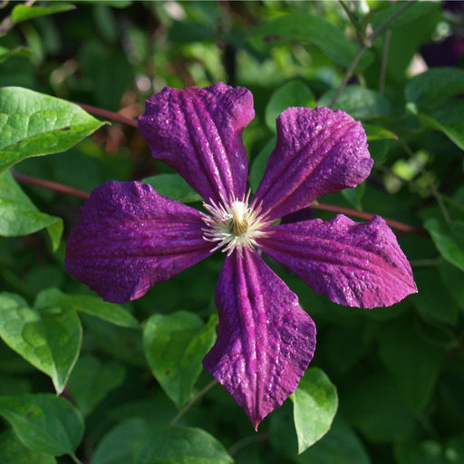 Clematis 'Polish Spirit' 60cm -