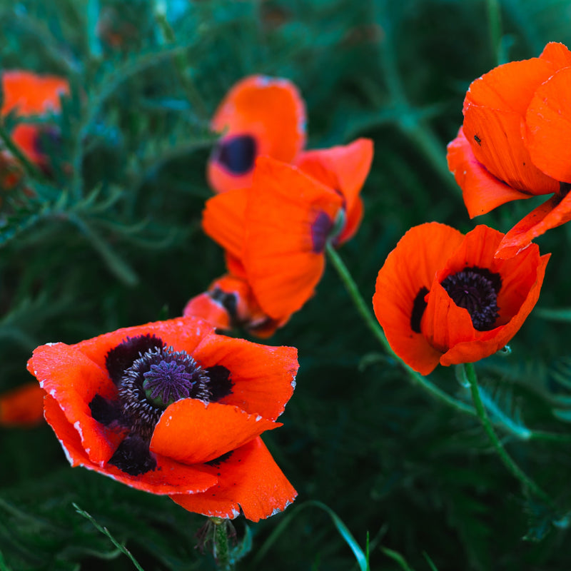 Poppy 'Brilliant' 2L -