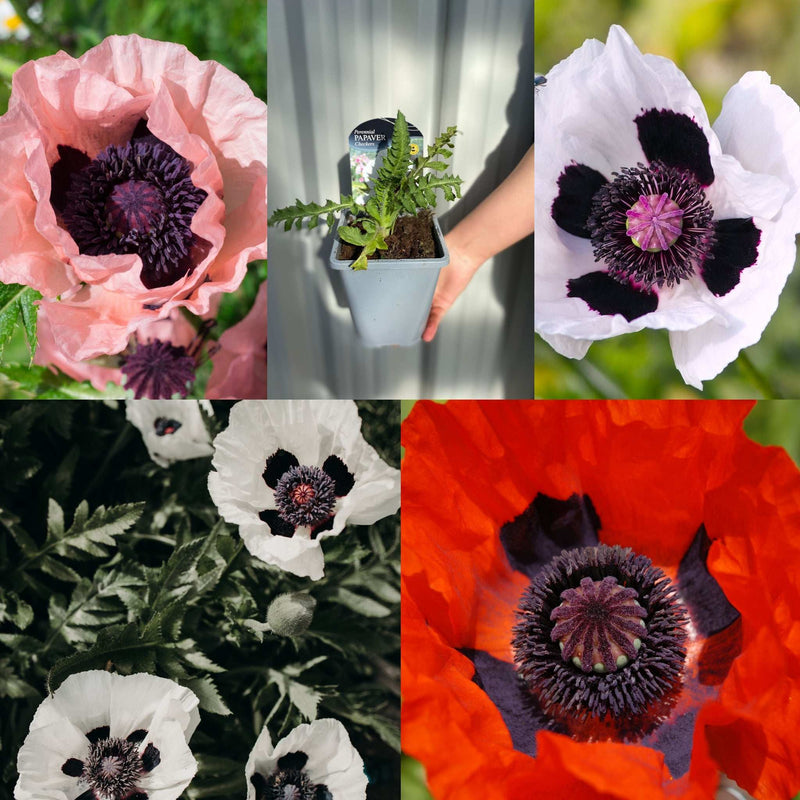 SPECIAL OFFER: Poppy Mix of 5 -