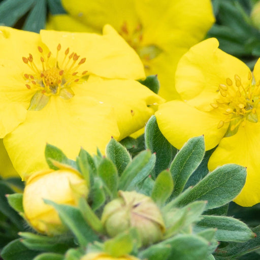 Potentilla - Medicine Wheel Mountain - Yellow 2L (30-40cm) -