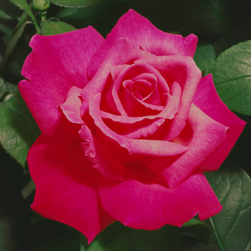 Prima Ballerina Hybrid tea Rose (PRE ORDER DECEMBER '25) -