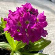 Primula Denticulata Lilac 9cm -