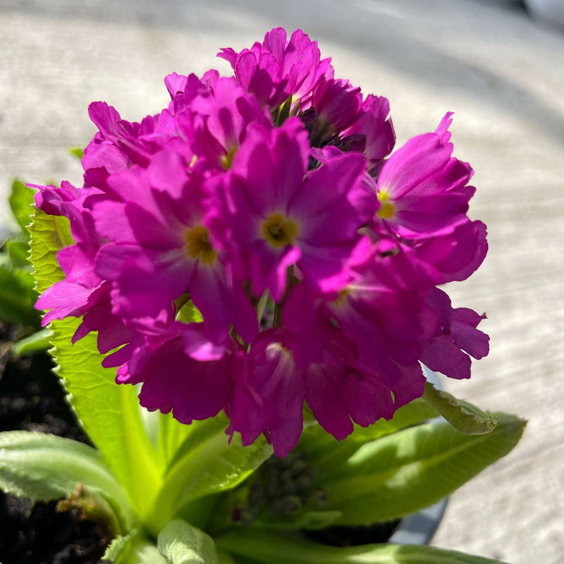 Primula Denticulata Lilac 9cm -