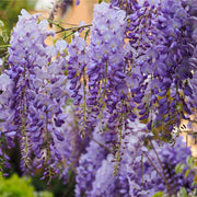 Wisteria sinensis 'Prolific' (Blue) 60cm -