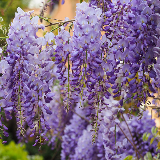 Wisteria sinensis 'Prolific' (Blue) 60cm -