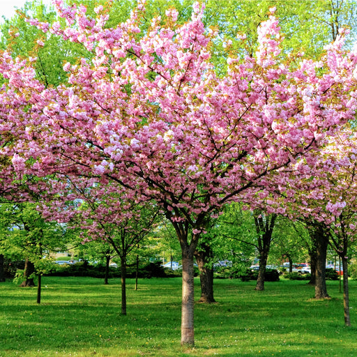 Prunus Triloba | Double Flowering Cherry-Almond Blossom Tree | 6ft (160-180cm) -