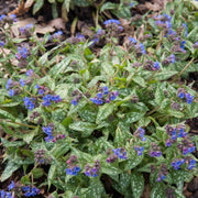 Pulmonaria 'Trevi Fountain' 9cm/2L -