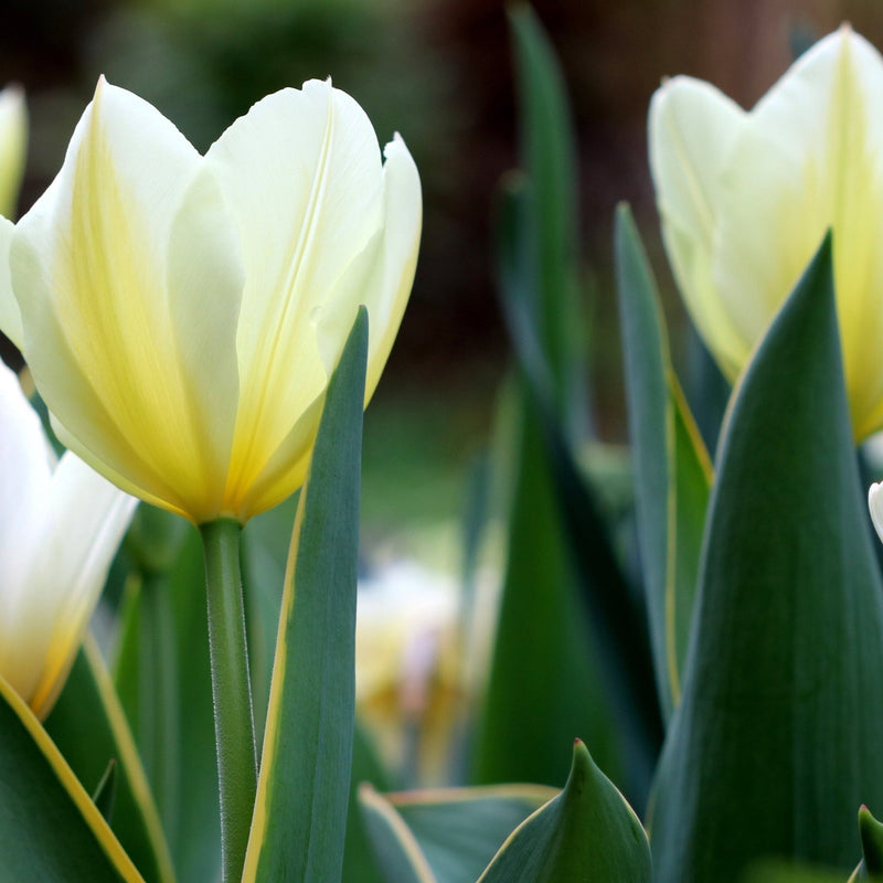 Tulip 'Purissima' (4 Bulbs) -