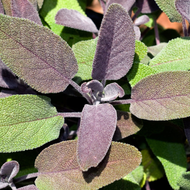 Purple Sage (Herb) 9cm -
