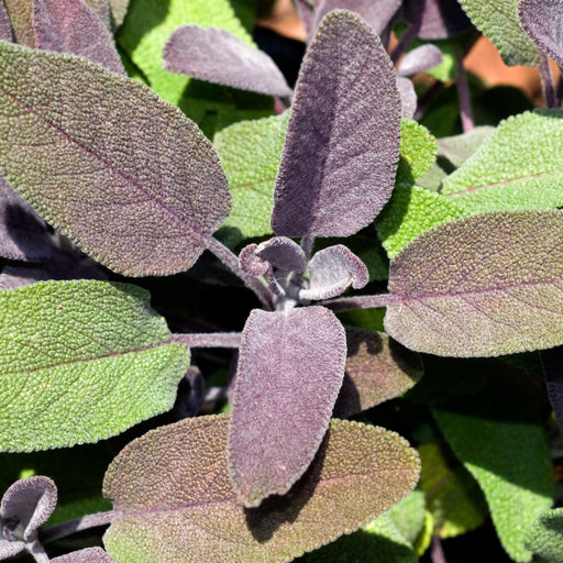 Purple Sage (Herb) 9cm -