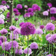 Allium hollandicum 'Purple Sensation' (Two sizes available) -