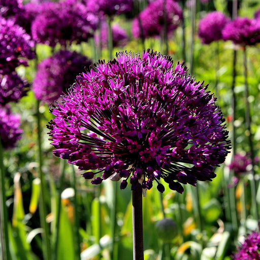 Allium hollandicum 'Purple Sensation' (Two sizes available) -