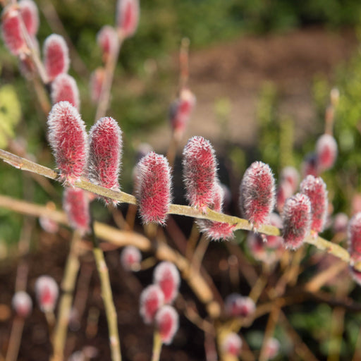 Salix gracilistyla 'Mount Aso' Shrub - Pussy Willow (I am Red Cat) 3L -