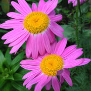 Tanacetum coccineum 'Robinson's Pink' 9cm -