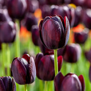 Tulip 'Queen of the Night' (5 Bulbs) -