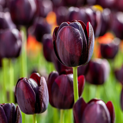 Tulip 'Queen of the Night' (5 Bulbs) -