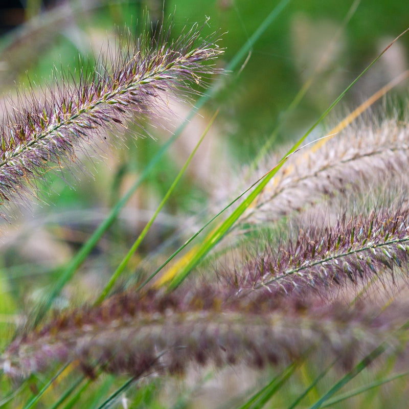 Pennisetum 'Red Bunny Tails' 2L -