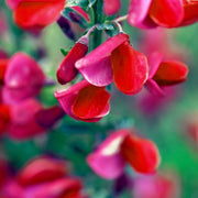 Cytisus x boskoopii 'Boskoop Ruby' 1.5L -