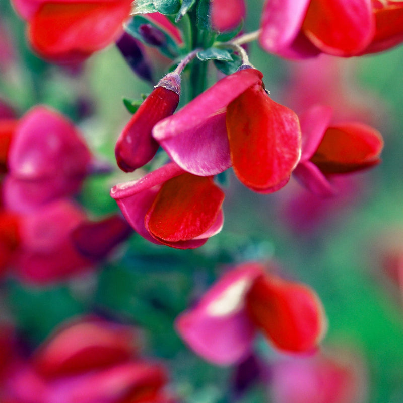 Cytisus x boskoopii 'Boskoop Ruby' 1.5L -