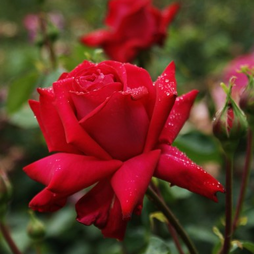Rose Red Devil | Hybrid Tea Rose | 4L Potted Rose (PRE ORDER DECEMBER '25) -