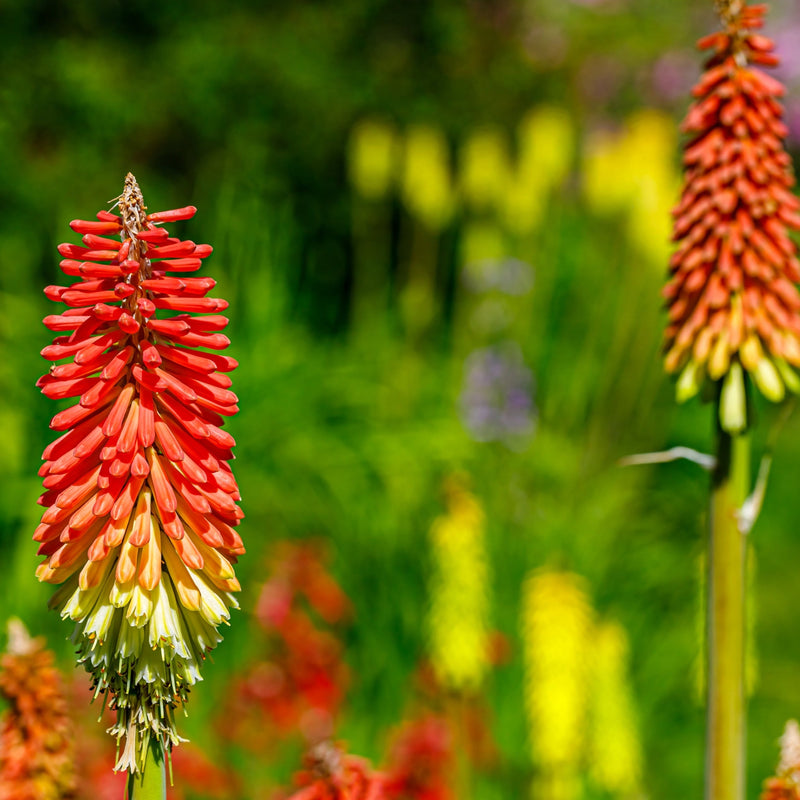 Kniphofia uvaria 'Flamenco' (Red Hot Poker) 9cm/2L -