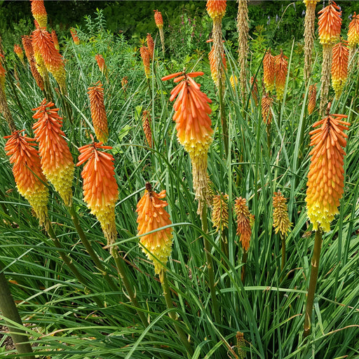 Kniphofia 'Royal Castle' (Red Hot Poker) 9cm/2L -
