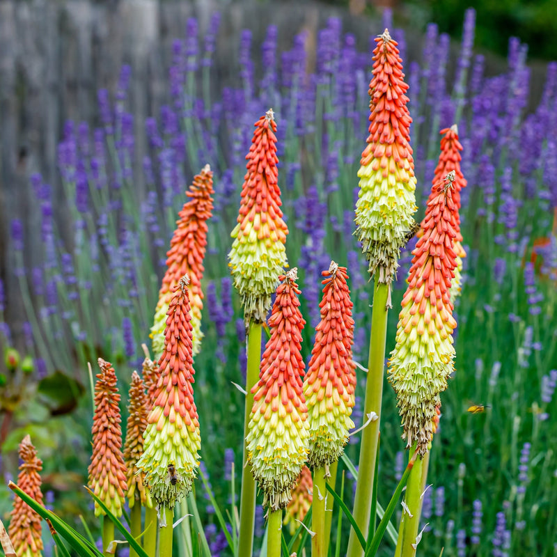 Kniphofia uvaria 'Flamenco' (Red Hot Poker) 9cm/2L -