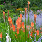 Kniphofia 'Royal Castle' (Red Hot Poker) 9cm/2L -