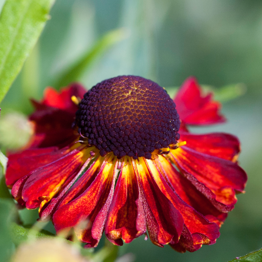 Helenium - Red Shades 1L -