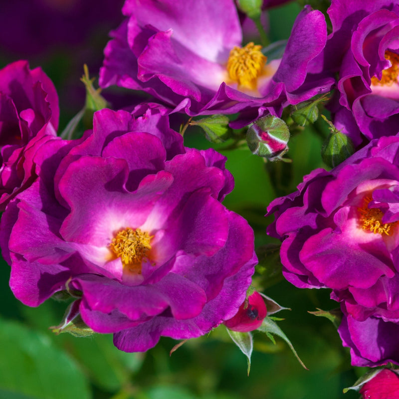 Rose Rhapsody in Blue | Floribunda Rose | 4L Potted Rose (PRE ORDER DECEMBER '25) -