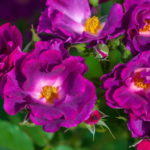 Rose Rhapsody in Blue | Floribunda Rose | 4L Potted Rose (PRE ORDER DECEMBER '25) -