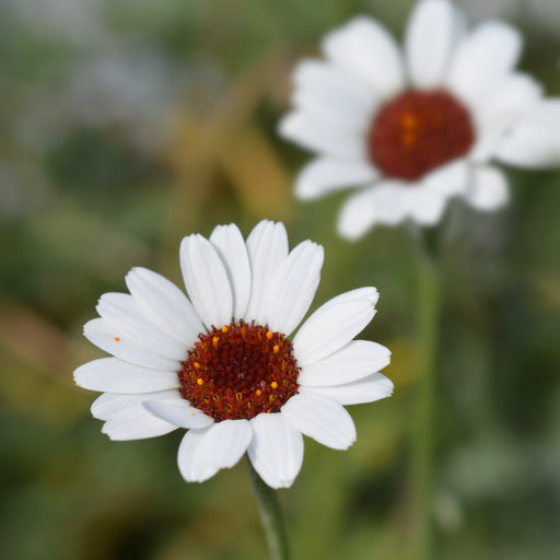Rhodanthemum ‘Casablanca’ 1.5L -