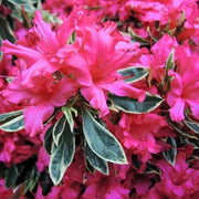 Rhododendron japonica 'Silver Sword' 1L -