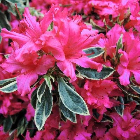 Rhododendron japonica 'Silver Sword' 1L -