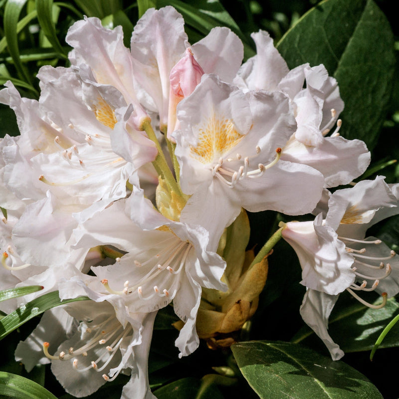 Rhododendron 'Cunninghams White' 2L / 3L -