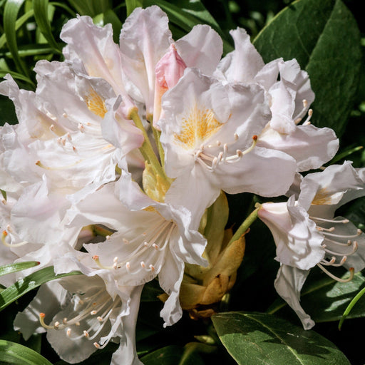 Rhododendron 'Cunninghams White' 2L / 3L -