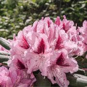 Standard Rhododendron 'Cosmopolitan' (Pink) 80cm -