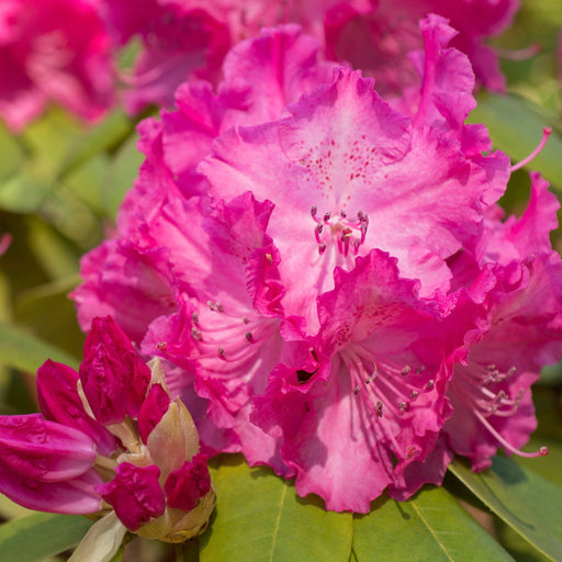 Rhododendron 'Etoile De Sleidinger' 5L -